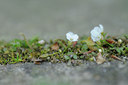 BUITEN BEELD Foto: 89642