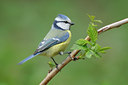 BUITEN BEELD Foto: 89939