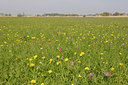BUITEN BEELD Foto: 90005