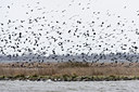 BUITEN BEELD Foto: 90035