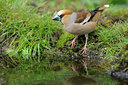 BUITEN BEELD Foto: 90048