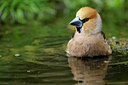 BUITEN BEELD Foto: 90049
