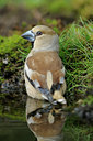 BUITEN BEELD Foto: 90050