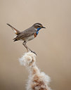BUITEN BEELD Foto: 90126