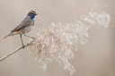 BUITEN BEELD Foto: 90130