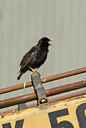 BUITEN BEELD Foto: 90157