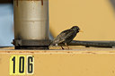 BUITEN BEELD Foto: 90163