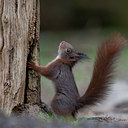 BUITEN BEELD Foto: 90310