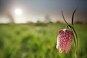 BUITEN BEELD Foto: 90367