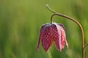 BUITEN BEELD Foto: 90377