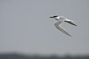 BUITEN BEELD Foto: 90458