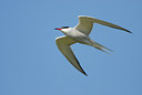 BUITEN BEELD Foto: 90484
