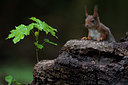 BUITEN BEELD Foto: 90643