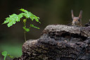 BUITEN BEELD Foto: 90644