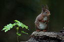 BUITEN BEELD Foto: 90647