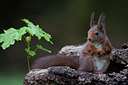 BUITEN BEELD Foto: 90648