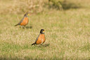 BUITEN BEELD Foto: 90669