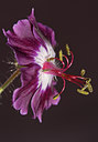 BUITEN BEELD Foto: 90832