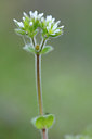 BUITEN BEELD Foto: 90881