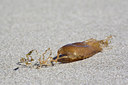 BUITEN BEELD Foto: 90956