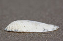 BUITEN BEELD Foto: 90968