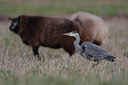 BUITEN BEELD Foto: 91009