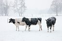 BUITEN BEELD Foto: 91144