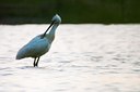 BUITEN BEELD Foto: 91165