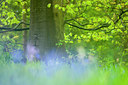 BUITEN BEELD Foto: 91176
