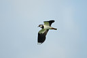 BUITEN BEELD Foto: 91223