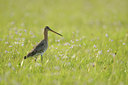 BUITEN BEELD Foto: 91226