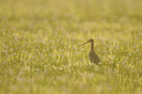 BUITEN BEELD Foto: 91230