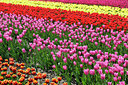 BUITEN BEELD Foto: 91245