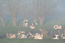 BUITEN BEELD Foto: 91302