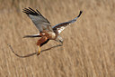 BUITEN BEELD Foto: 91444