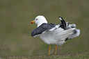 BUITEN BEELD Foto: 91446