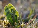 BUITEN BEELD Foto: 91454