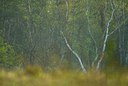 BUITEN BEELD Foto: 91691