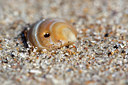 BUITEN BEELD Foto: 91801
