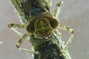 BUITEN BEELD Foto: 91863