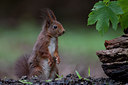 BUITEN BEELD Foto: 91921