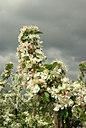 BUITEN BEELD Foto: 91983