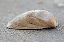 BUITEN BEELD Foto: 92054