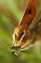 BUITEN BEELD Foto: 92078
