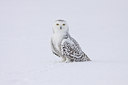 BUITEN BEELD Foto: 92112