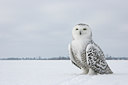 BUITEN BEELD Foto: 92115