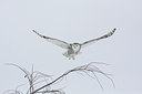 BUITEN BEELD Foto: 92117