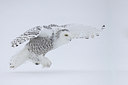 BUITEN BEELD Foto: 92156