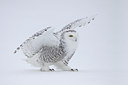 BUITEN BEELD Foto: 92157