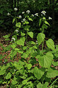 BUITEN BEELD Foto: 92395